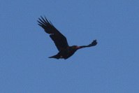 Pyrrhocorax pyrrhocorax